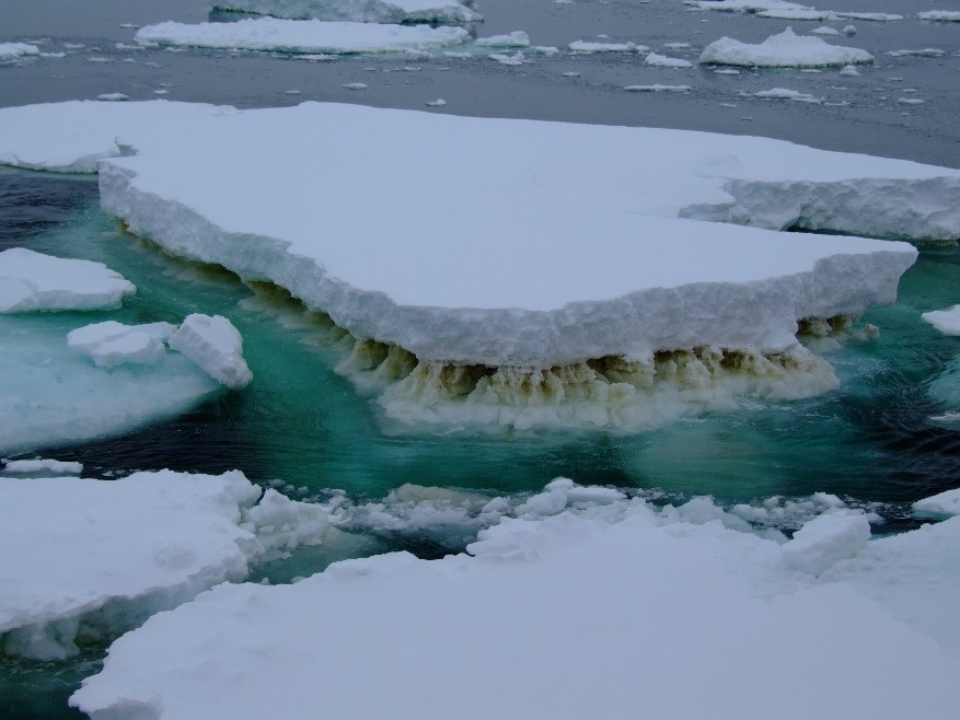 Sea ice in Antarctica showing a brown layer of ice algae (Credit Rick Cavicchioli)