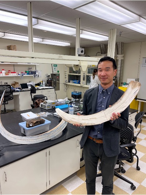 Yuxin holding a mammoth tusk at the University of Alaska Fairbanks Stable Isotope Facility.