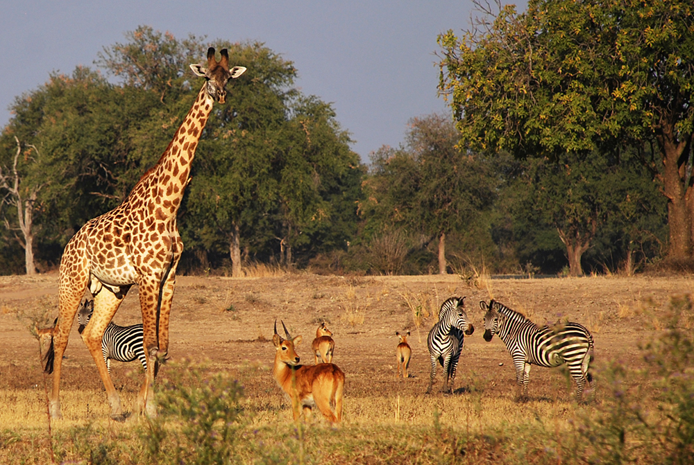 South Luangwa Valley giraffe, puku antelope, and Crawshay's zebra graze in Mfuwe, Zambia. (Photo: Jess Hunt-Ralston)