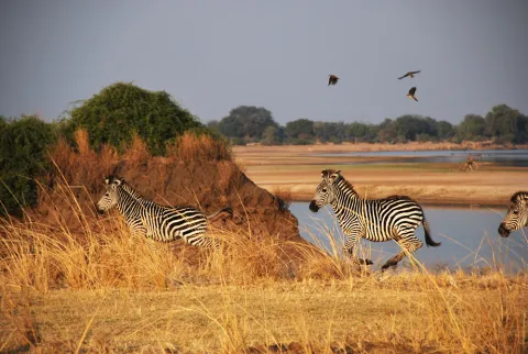 Zebra gallop across grassland in eastern Africa. Ankle gear ratios of mammals that live in open savannas vary to those in more enclosed habitats, since animals in open areas typically need to run faster. (Photo: Jess Hunt-Ralston) Zebra gallop across grassland in eastern Africa. Ankle gear ratios of mammals that live in open savannas vary to those in more enclosed habitats, since animals in open areas typically need to run faster. (Photo: Jess Hunt-Ralston)