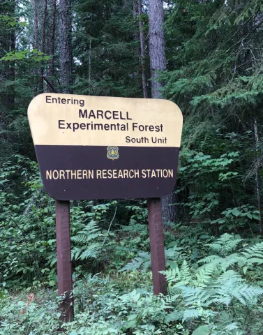 The entrance to Marcell Experimental Forest, part of the SPRUCE facility shared by the Oak Ridge National Laboratory and the U.S. Forest Service. (Photo Joel Kostka) The entrance to Marcell Experimental Forest, part of the SPRUCE facility shared by the Oak Ridge National Laboratory and the U.S. Forest Service. (Photo Joel Kostka)