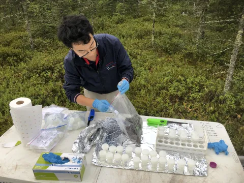 Ph.D. student Tianze Song from the School of Biological Sciences prepares soil samples for metagenomics investigations during the annual soil core collection of the SPRUCE experiment. (Photo Joel Kostka) Ph.D. student Tianze Song from the School of Biological Sciences prepares soil samples for metagenomics investigations during the annual soil core collection of the SPRUCE experiment. (Photo Joel Kostka)