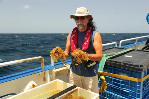 Joseph Montoya collecting Sargassum about 80 nautical miles off the coast of Barbados. (Credit: Lyra Montoya, University of Colorado) Joseph Montoya collecting Sargassum about 80 nautical miles off the coast of Barbados. (Credit: Lyra Montoya, University of Colorado)