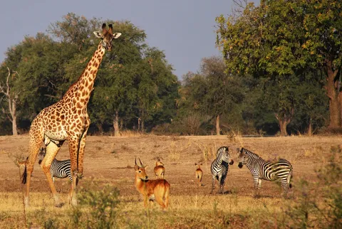 South Luangwa Valley giraffe, puku antelope, and Crawshay's zebra graze in Mfuwe, Zambia. (Photo: Jess Hunt-Ralston) South Luangwa Valley giraffe, puku antelope, and Crawshay's zebra graze in Mfuwe, Zambia. (Photo: Jess Hunt-Ralston)