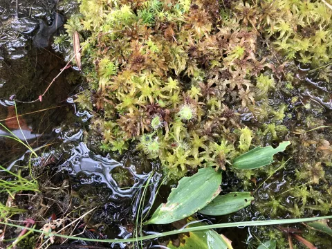 Plants in the SPRUCE experimental area are dominated by peat mosses of the genus Sphagnum, which is an ecosystem engineer that produces much of the degrading biomass or “peat” in soils of northern peatlands. (Photo Joel Kostka) Plants in the SPRUCE experimental area are dominated by peat mosses of the genus Sphagnum, which is an ecosystem engineer that produces much of the degrading biomass or “peat” in soils of northern peatlands. (Photo Joel Kostka)
