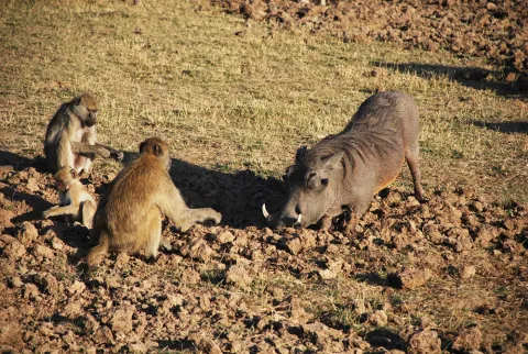 A yellow baboon family joins a warthog to root for snacks in the soil. Along nutrient-poor savannas, fertile patches are attractive to hungry mammals. (Photo: Jess Hunt-Ralston) A yellow baboon family joins a warthog to root for snacks in the soil. Along nutrient-poor savannas, fertile patches are attractive to hungry mammals. (Photo: Jess Hunt-Ralston)
