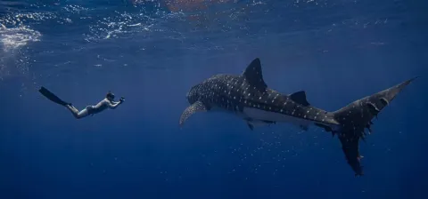 Cameron Perry with Whale Shark