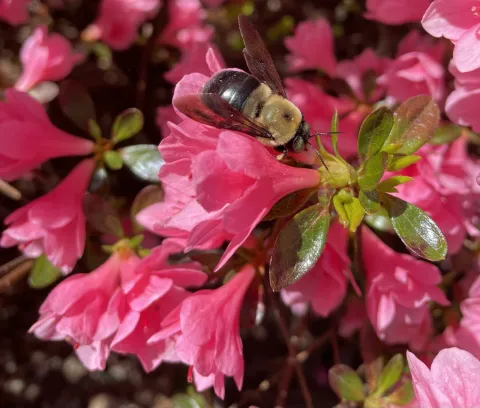 azalea_bee