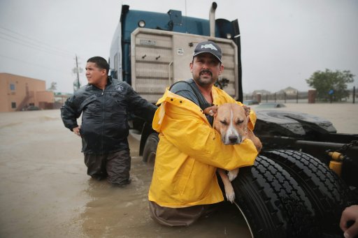 Hurricane Harvey dropped several feet of rain on Texas, stranding trucks, people and their pets. Scott Olson/Getty Images